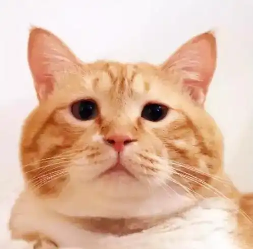  翻看了手机中橘猫主子小时候的照片,瞬间连双11拆包裹的心都没了