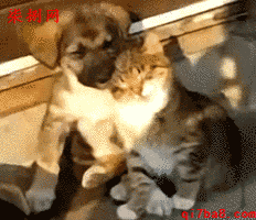 搞笑动态图片大全gif动