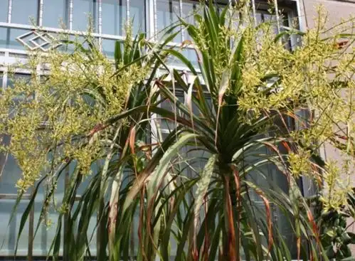  龙血树会开花吗多久开花传图片