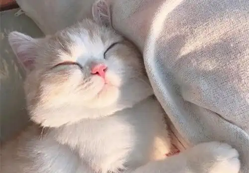 猫一样的女人,最容易让男人上瘾,她们都有这五种特质 猫一样的女人,最容易让男人上瘾,她们都有这五种特质