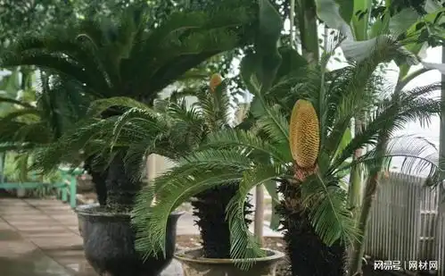  铁树几年开一次花怎样才能让铁树开花