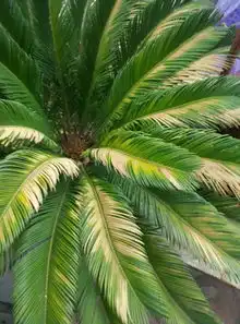  您好我发的铁树照片发给你们帮我看看是什么原因