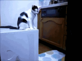 猫打架gif