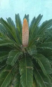 铁树花是什么样的 铁树花是什么样的