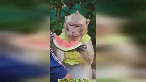 切个西瓜给猴哥搞笑猴子  切个西瓜给猴哥搞笑猴子