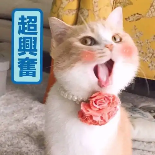 萌猫咪搞笑动态图片表情