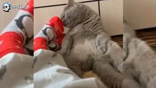 搞笑配音猫啥味呢这么上头咸鱼  搞笑配音猫啥味呢这么上头咸鱼