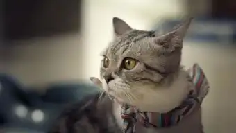  搞笑tom猫做广告的女纸伤不起啊640x3602.00mmpeg4
