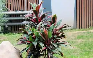  这种植物热情而坚毅,无花胜有花,迷倒了无数的花友