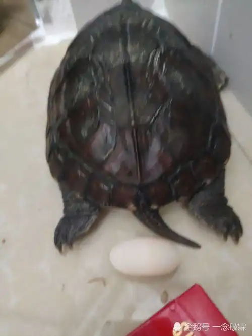  搞笑趣图我车停着被撞了,请问这是什么撞的