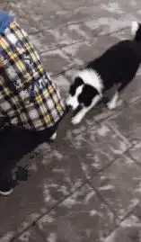  搞笑gif这铁圈的机关在哪啊,看不出来呢
