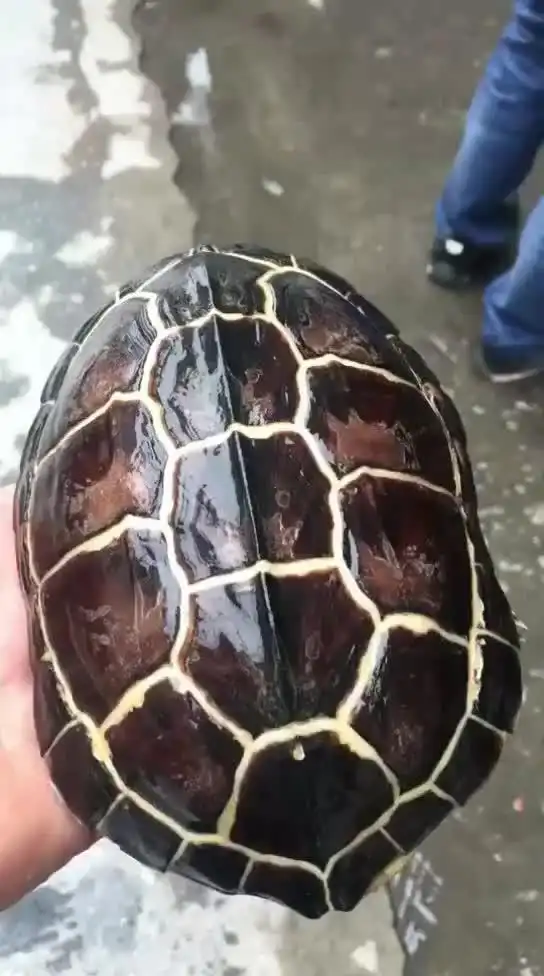  搞笑萌宠第一次看到乌龟大笑,动物的表情也可以这么丰富