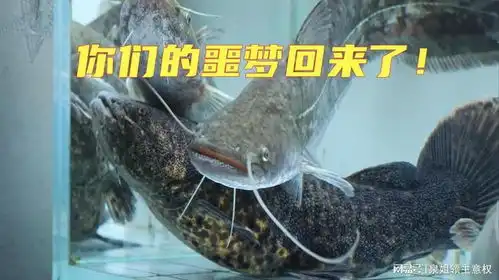  大口鲶鱼回来了是时候完成最后的生物大灭绝