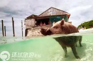 猪睡觉图片搞笑整人私人