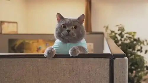 宠物搞笑短片当猫去钓鱼,超级钓鱼技巧  宠物搞笑短片当猫去钓鱼,超级钓鱼技巧