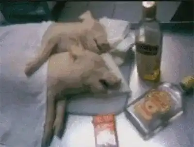  现在流行的喊到猪吃屎猪全网最猪猪合集