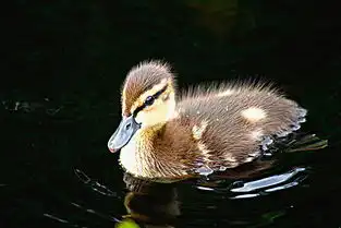  小鸭子图片图片大全