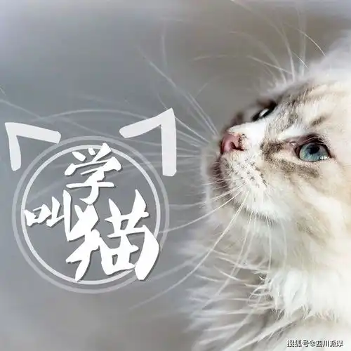 猫咪的叫声千奇百怪,铲屎官能读懂几个 猫咪的叫声千奇百怪,铲屎官能读懂几个