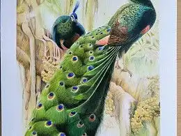 彩铅孔雀绘画大全图片