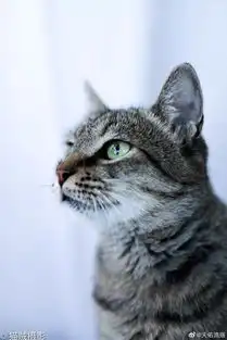  萌猫领养中秋与猫同望月