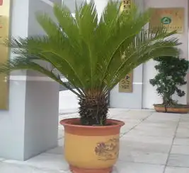  这是什么品种的铁树有图.