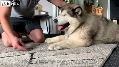 类似哈士奇的犬种