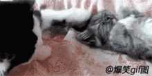  猫第一次当妈,有点紧张别笑