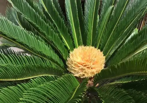  铁树要等千年才能开花园林师夸张了,南方大概需10年左右
