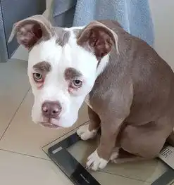  萌宠庄园全世界最悲伤的斗牛犬