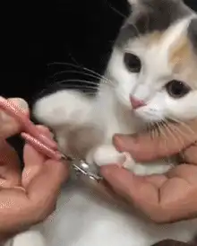  搞笑gif小狗狗也有怕的时候