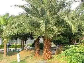  中大芳草春日植物图鉴