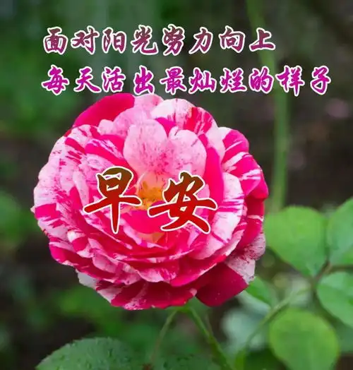 清晨早上好问候风景