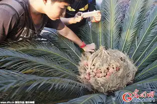  湖南汨罗一铁树开花又结果果实长得像鸟巢