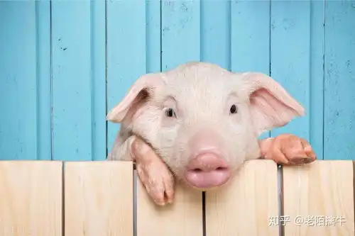  猪肉价格真跌了吗,猪疯狂结束了吗,牧原股份怎么办