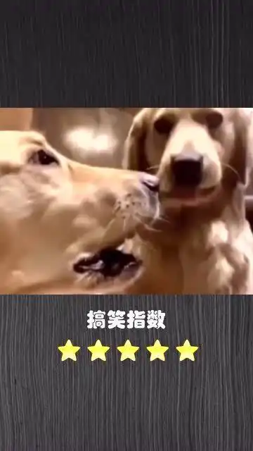  爆笑恶搞金毛老二,你快别叭叭了,你看你哥都急成啥样了