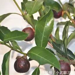  打着灯笼都难找果树苗一年两熟,年年水果爆棚压满枝头