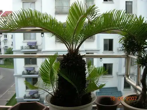  我搞的几棵铁树