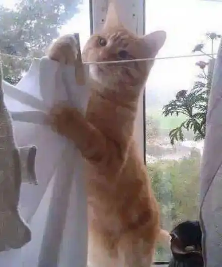 搞笑图片带字斗图专用蛇