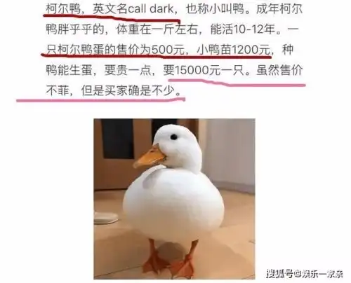  王思聪果然是商业奇才,一万五买的宠物鸭,一个鸭蛋就能赚五百块