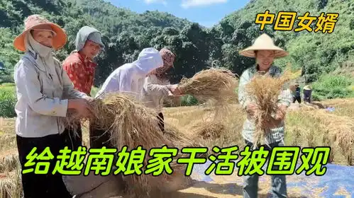 帮越南丈母娘收水稻,竟被亲戚邻居争相围观吃苦受累也甘之如饴  帮越南丈母娘收水稻,竟被亲戚邻居争相围观吃苦受累也甘之如饴