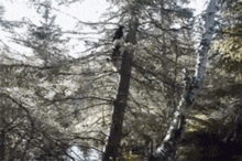 哈士奇动态图片搞笑gif