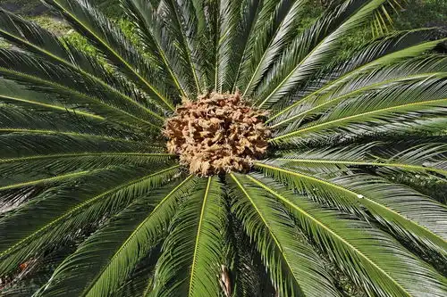 铁树开花图片搞笑试炼
