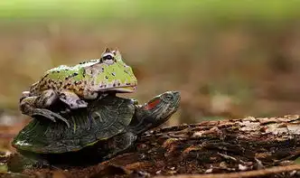 乌龟图片搞笑图片搭便车