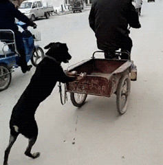  冰箱笑话1123我歌唱得怎么样