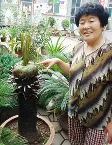  四十龄铁树四年两度开花
