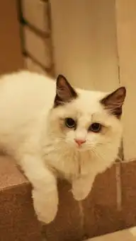  一组可爱呆萌的布偶猫高清图片可爱图片我要个性网