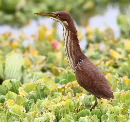  栗苇鳽黄苇鳽组图