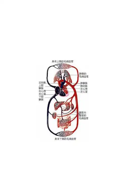  人教版七年级生物下册生物学知识示意图2