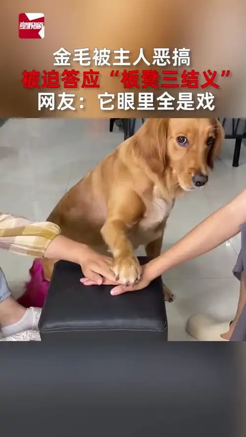  金毛被主人恶搞,被迫答应板凳三结义网友它眼里全是戏