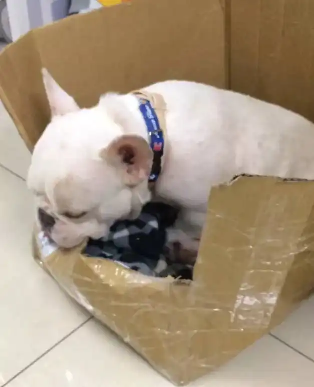  故事超呆萌搞笑法斗犬,只要看到它睡觉就被秒萌翻